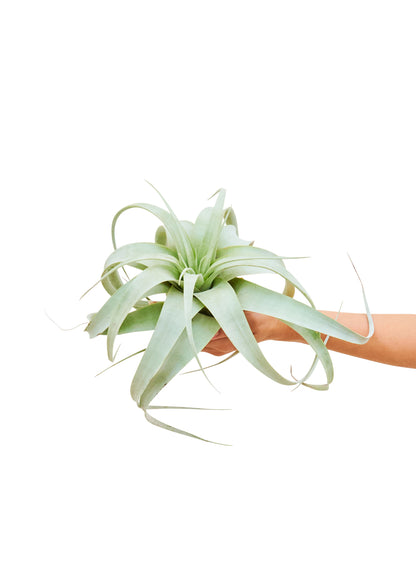 King of Air Plants Medium