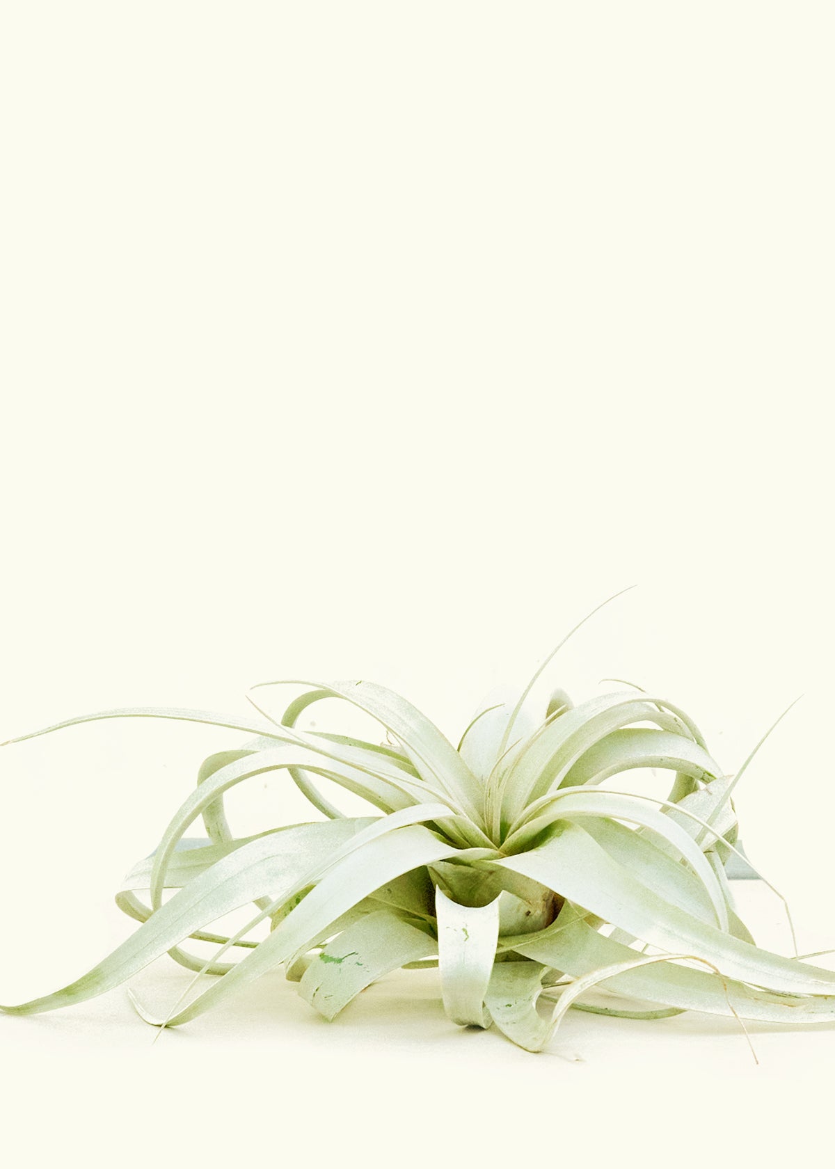 King of Air Plants Extra Large